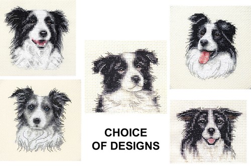 Border collie dog puppy - border,