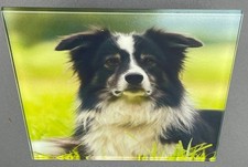 Glass Coaster– Border Collie