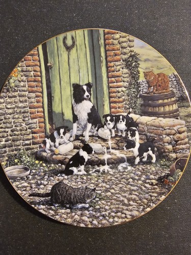Border collie plate - collie, puppies