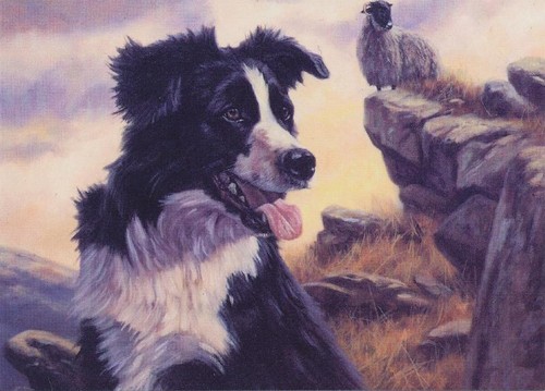 Border collie sheep - border, shepherd