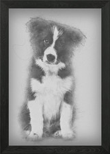 Border Collie puppy 17 wee