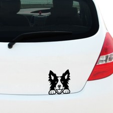 Peeking BORDER COLLIE Decal