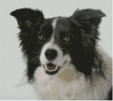 Border Collie Puppy Dog 25.5cm