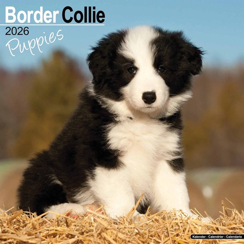 Border collie puppies calendar - border,