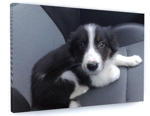 Border collie puppy - border,
