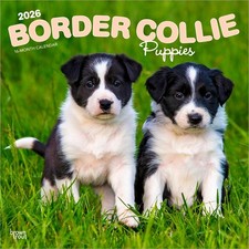 Border Collie Puppies Calendar