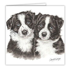 Border Collie puppies