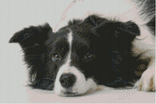 Border collie puppy dog - border,