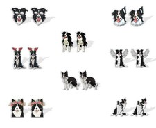 Border Collie Dog Stud