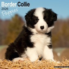 Border Collie Puppies 2026