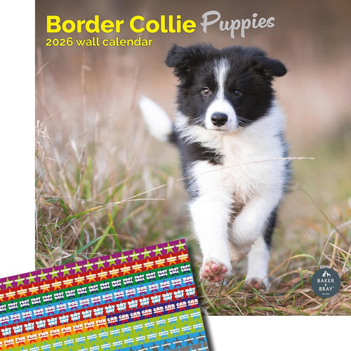 Border collie puppies calendar - collie,