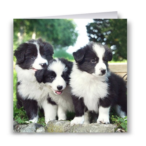 Border collie puppies greeting - border,