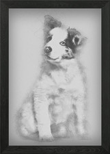 Border collie puppy 3 mont