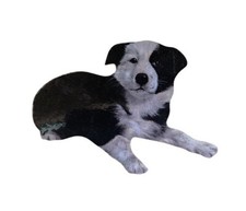 Border Collie Puppy Plaque -