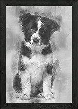 Border Collie puppy 17 wee