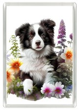 BORDER COLLIE BEAUTIFUL PUPPY