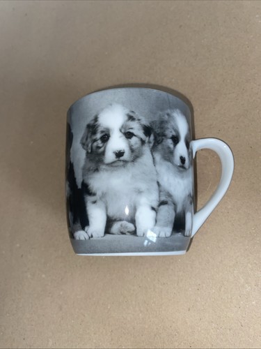 Gorgeous border collie fluffy - border,
