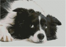 Border Collie Puppy Dog 31cm x