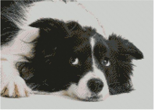 Border collie puppy - border, dog
