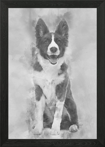 Border collie puppy - 5, mont