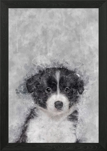 Border collie puppy - border,