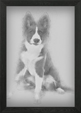 Border Collie puppy 5 mont