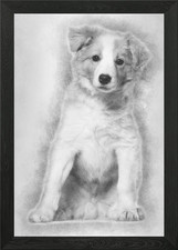 Border Collie puppy sittin