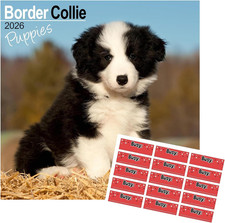 Border Collie Puppies Calendar