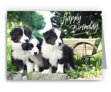 Border Collie Puppies Birthday